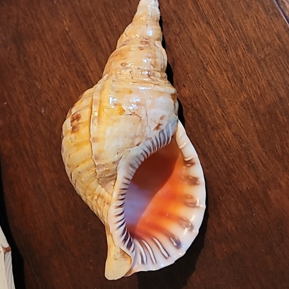 Other - Large Florida Sea Shell